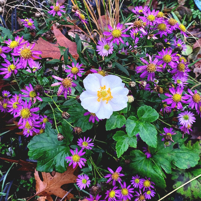 aster ezo murazaki van boven af