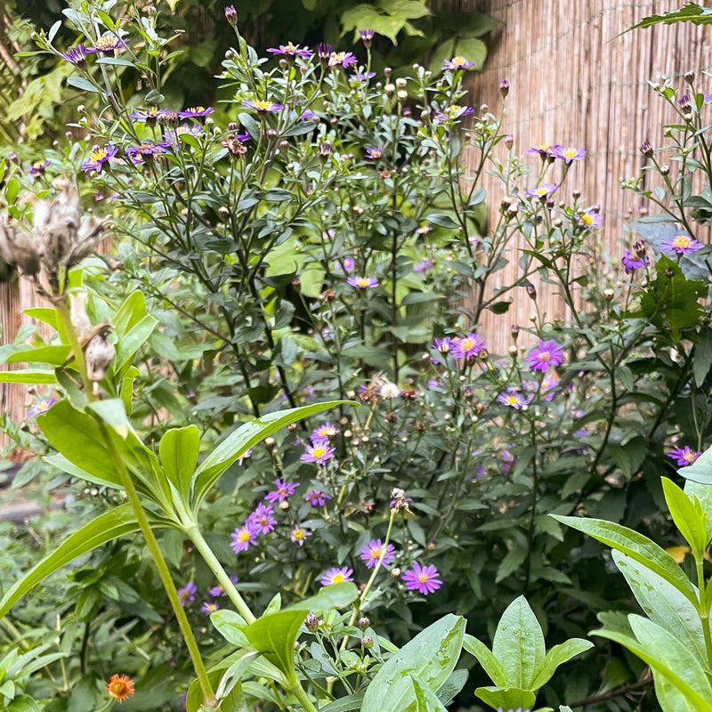 paarse bloemen met geel hart in een border in een tuin
