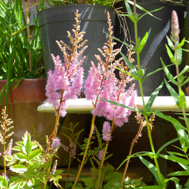 close up bloemen astilbe pumila