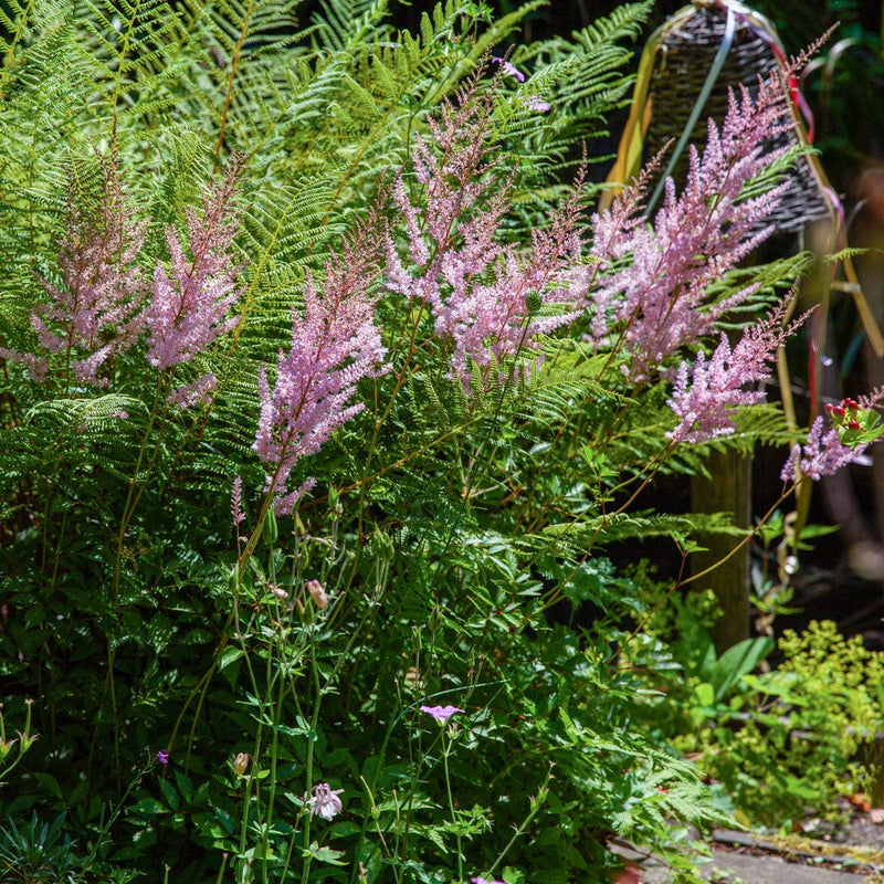 Astilbe pumila tussen varens in border