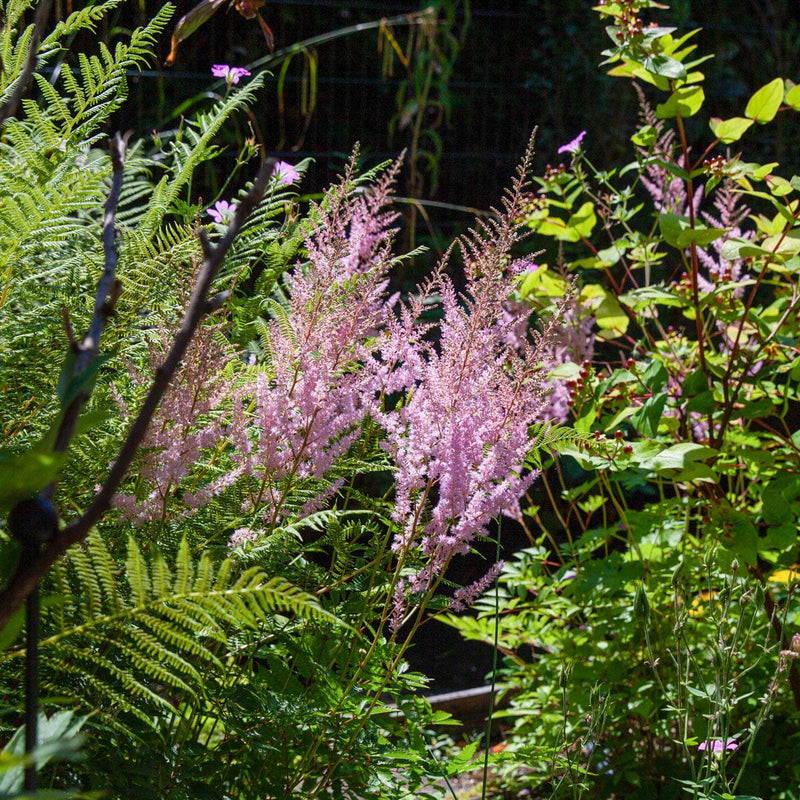 Close up astilbe pumila bloem