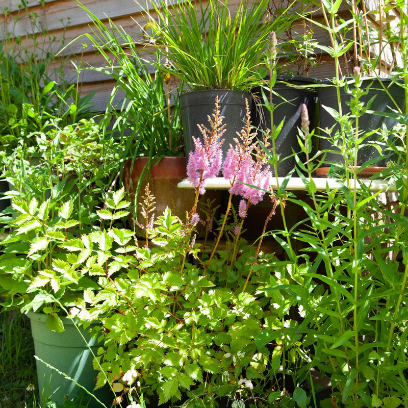 astilbe pumila in pottentuin