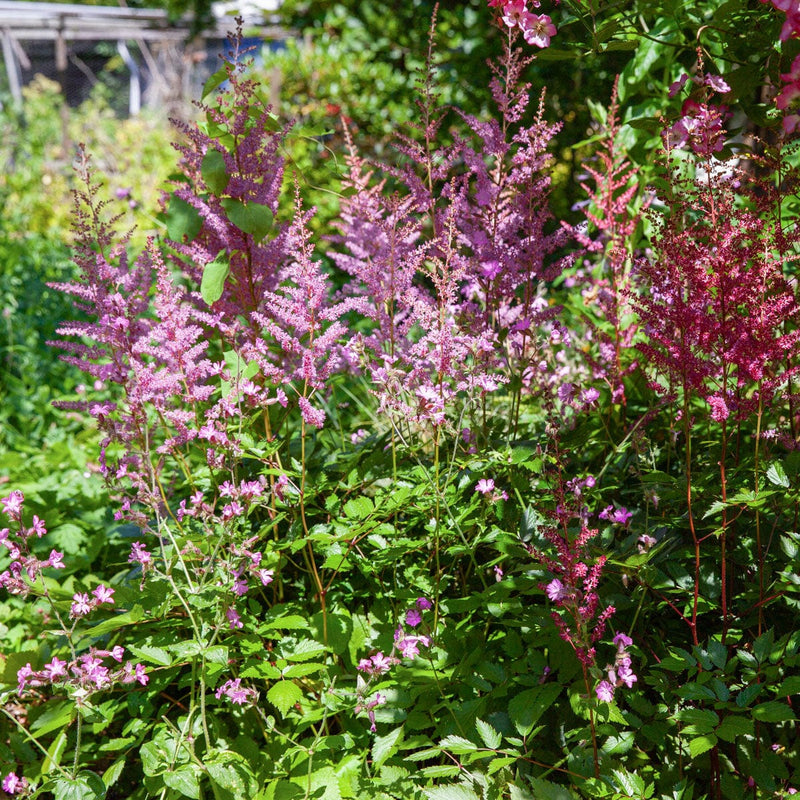 Astilbe pumila in border