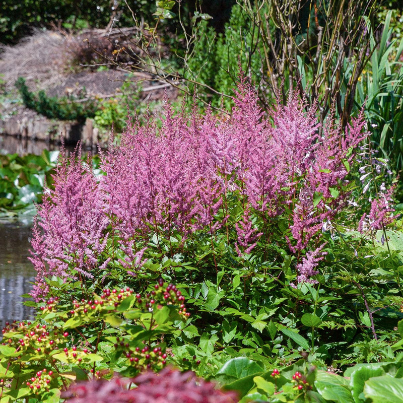 astilbe pumila in border bij vijver