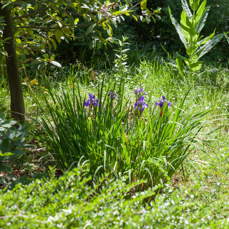Iris met blauwe bloem onder een boom