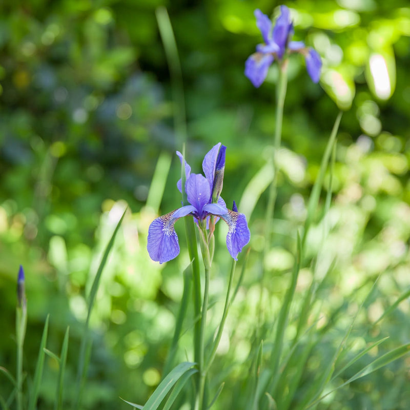 close up van een baardloze iris met blauwe bloem