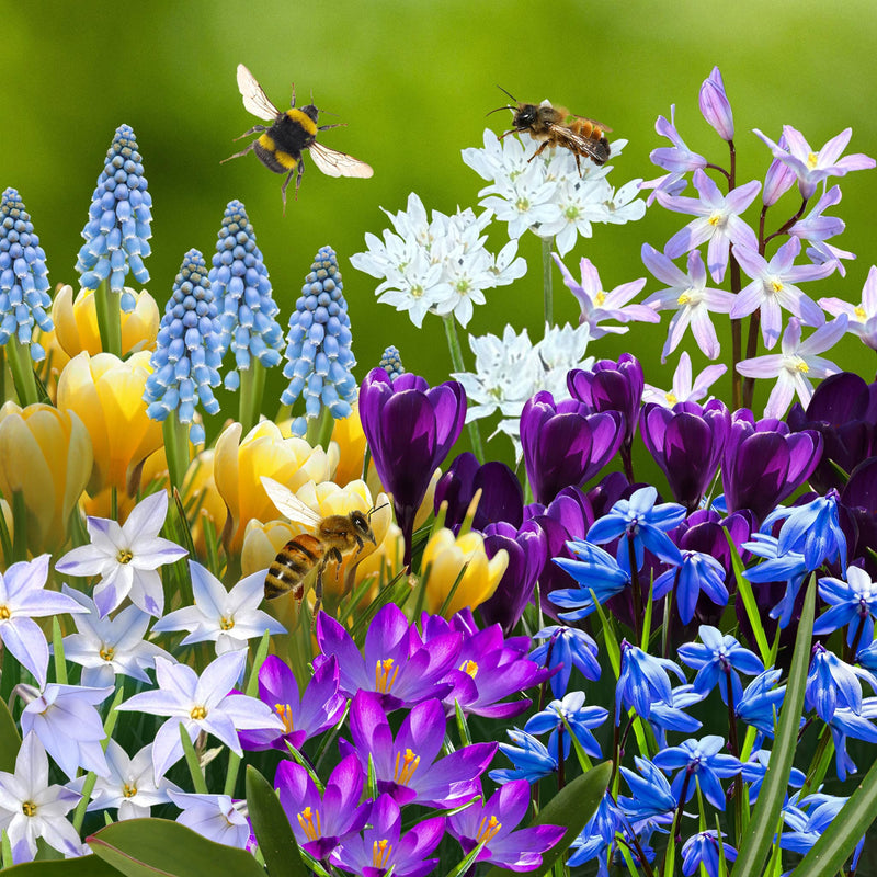 collage van bloembollen uit mix voor vroege bijen, met drie kleuren krokussen, sterhyacint, een licht-blauw druifje, roze sneeuwroem en een witte allium
