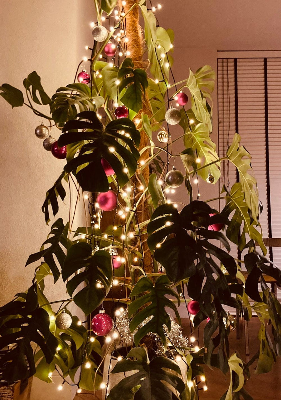 de huiberts in bollen velden