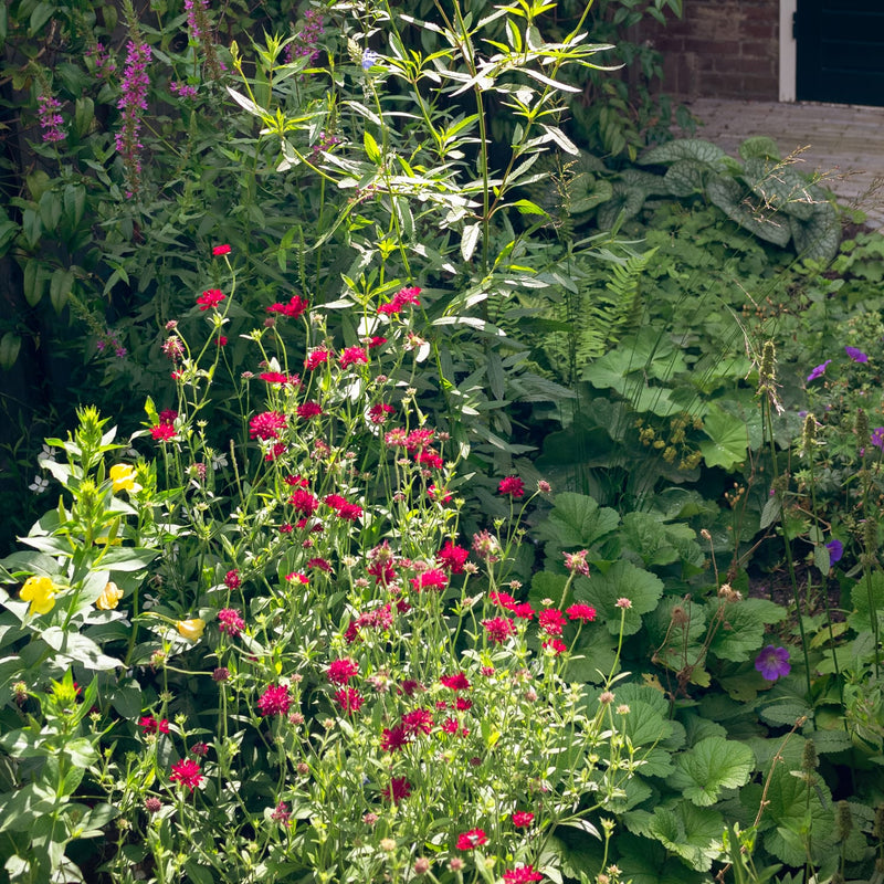 Rode bloemen van de beemdkroon in een tuin 