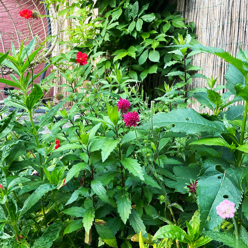 biologische tuinplant met diep paarse ronde bolletjes in een border in een tuin