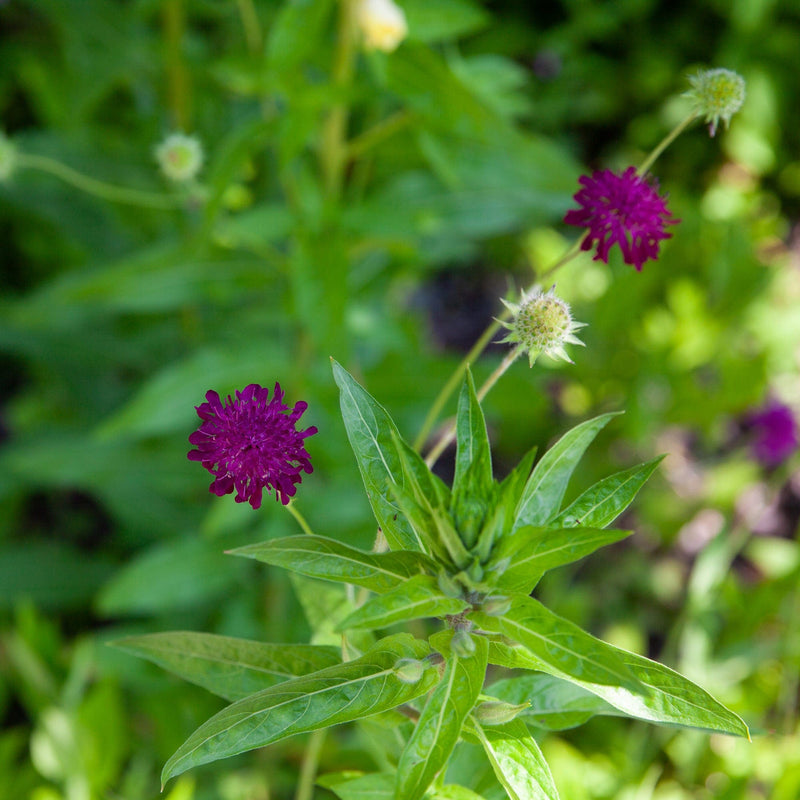 Close-up bloem beemdkroon macedonia