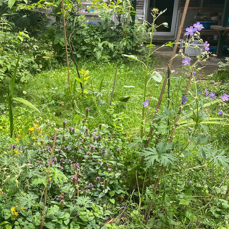 beemdooievaarsbek in een tuin