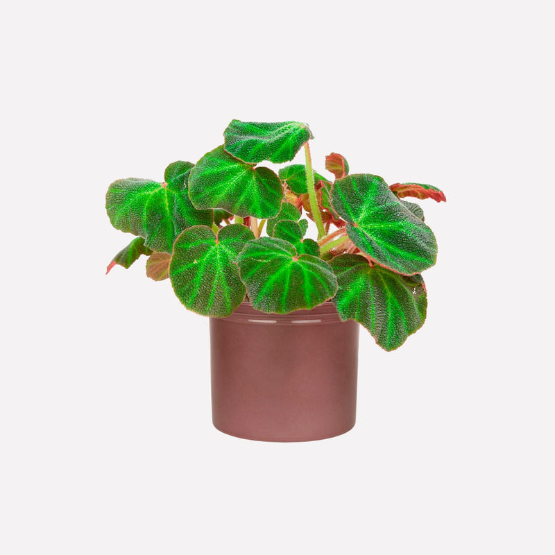 Begonia 'mooier door de zon' in wijnrode keramieken pot