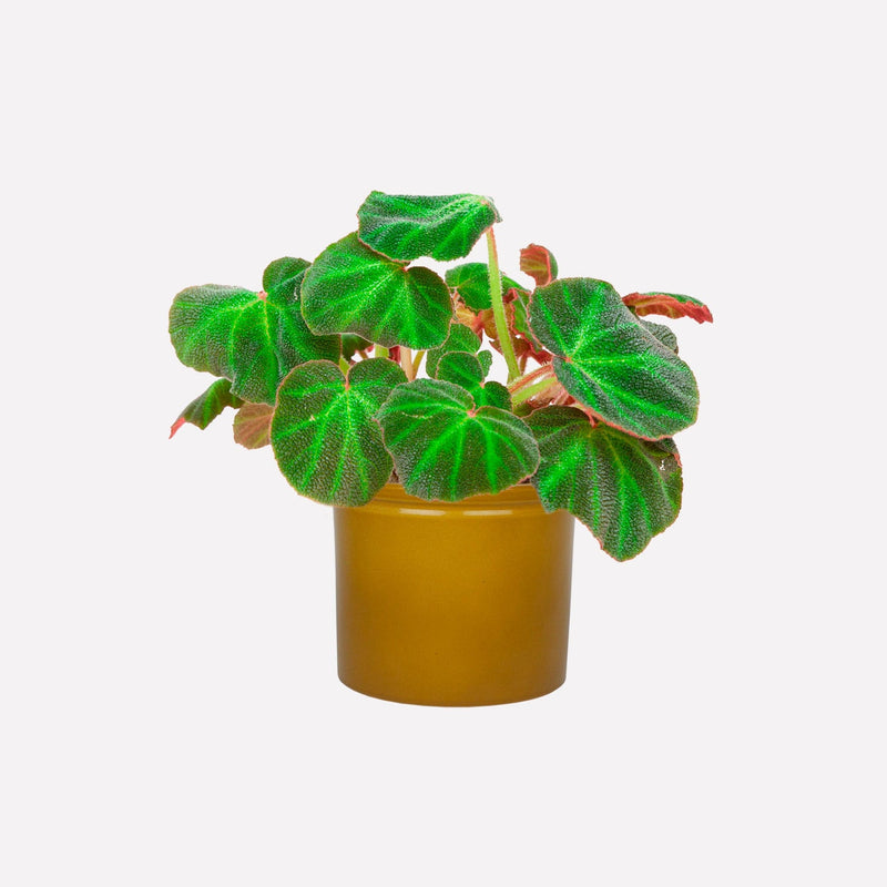 Begonia 'mooier door de zon' in mosterdgele keramieken pot