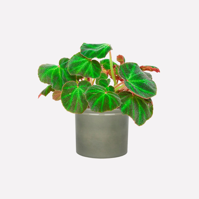 Begonia 'mooier door de zon' in saliegroene keramieken pot