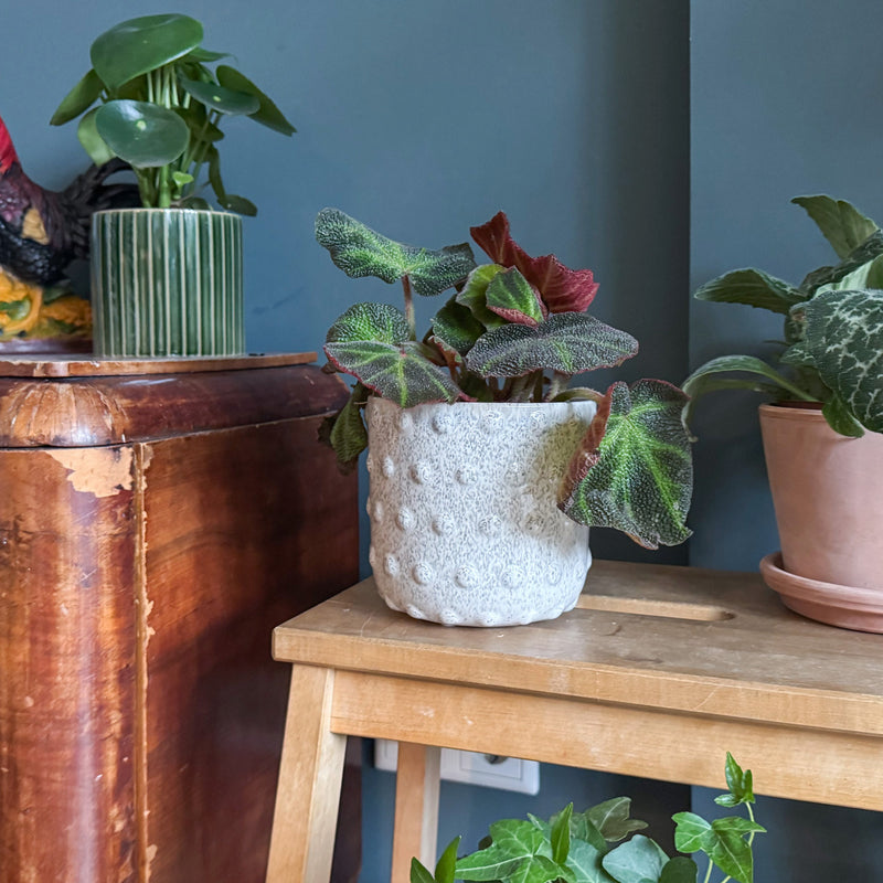 Begonia mooier door de zon op trapje voor blauwe muur in huis