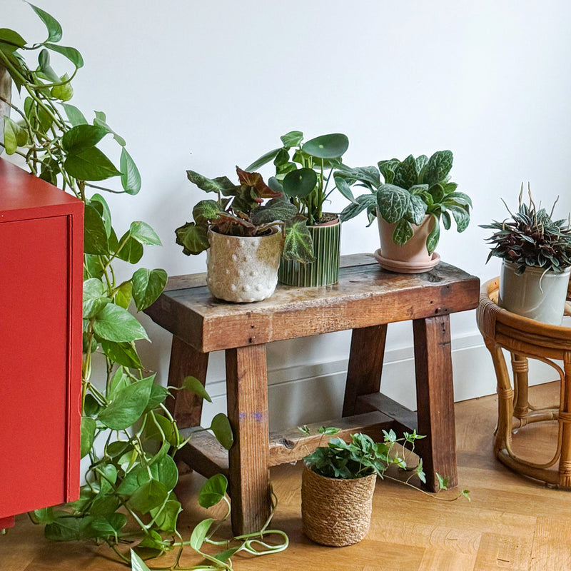 Begonia mooier door de zon op krukje in huis tussen diverse planten