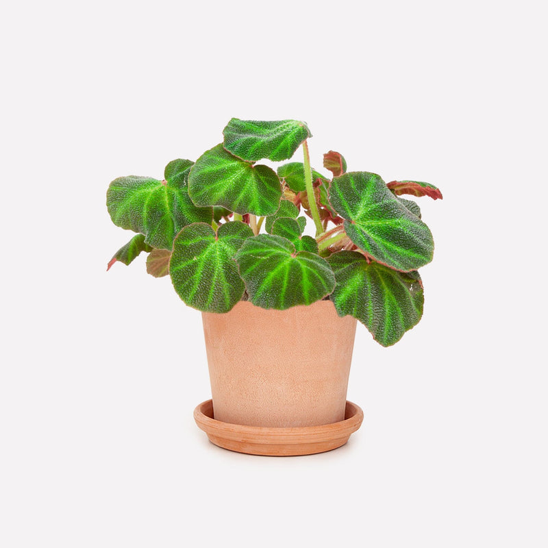 Begonia mooier-door-de-zon BIO