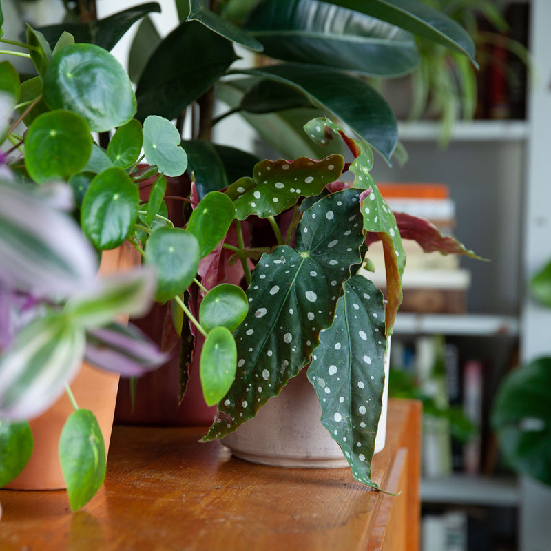 Begonia polkadot op kast tussen diverse planten in huis