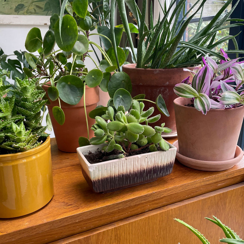 Berenpootje in vierkanten pot op planttafel