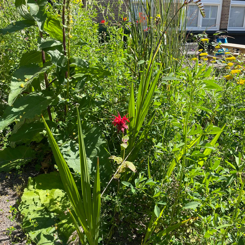 Singe bergamot scarlet tussen diverse planten