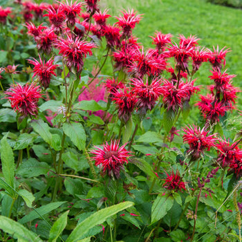 Bergamotplant Cambridge Scarlet