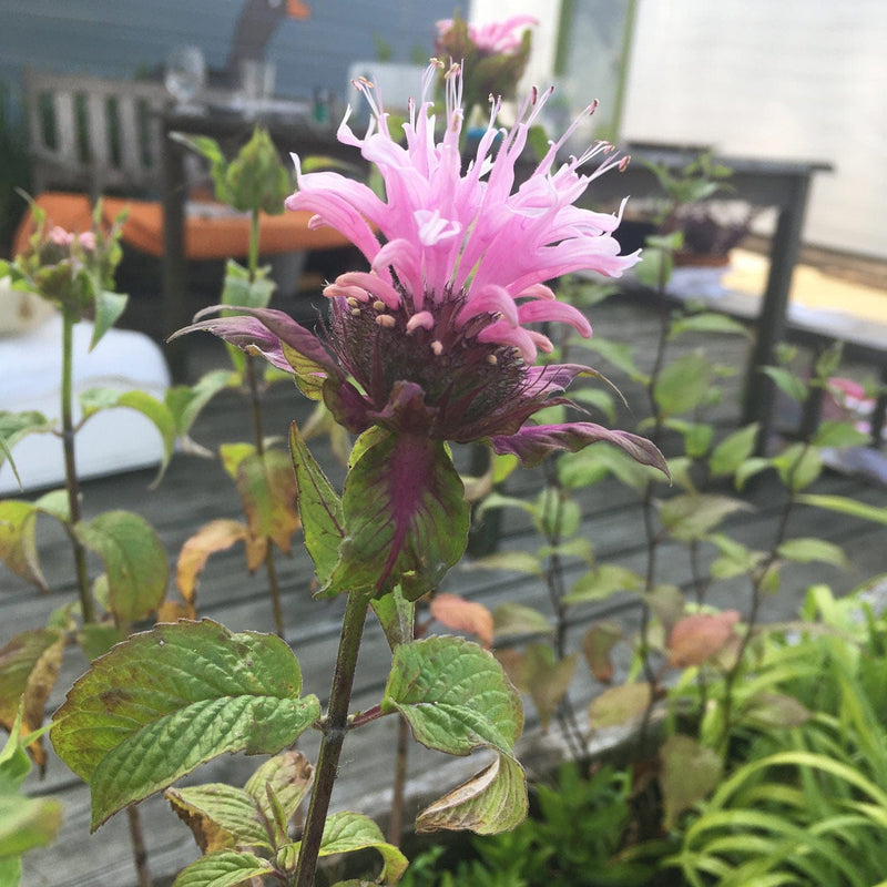 bergamot beauty of gobham van opzij