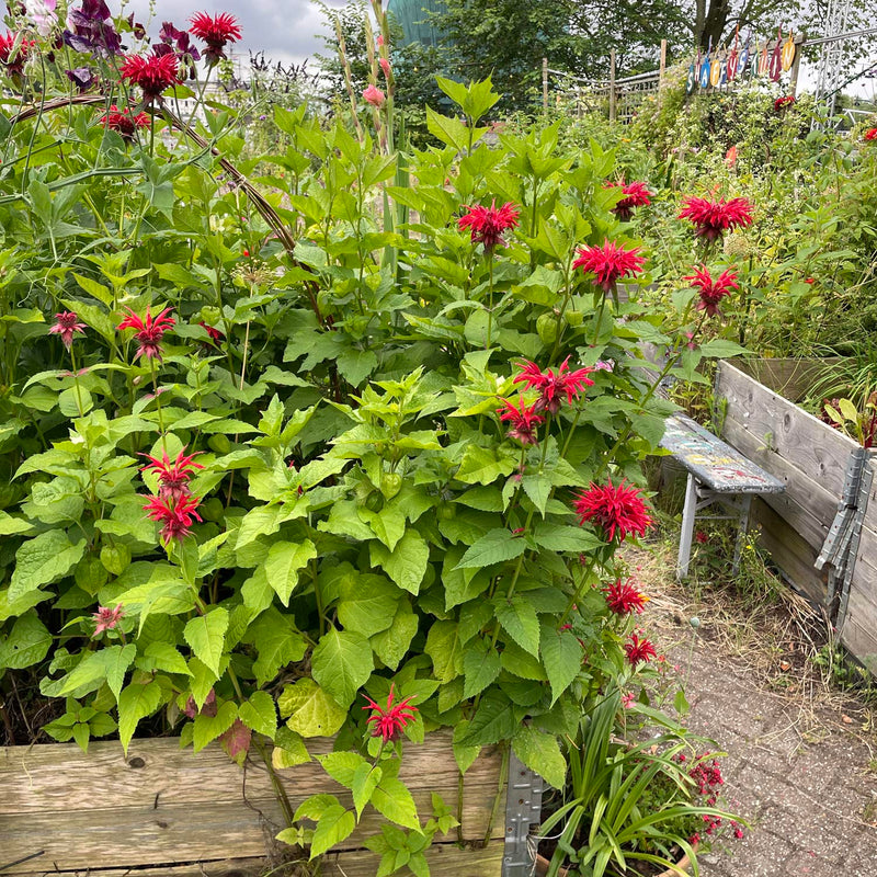 Bergamot cambridge scarlet in plantenbak