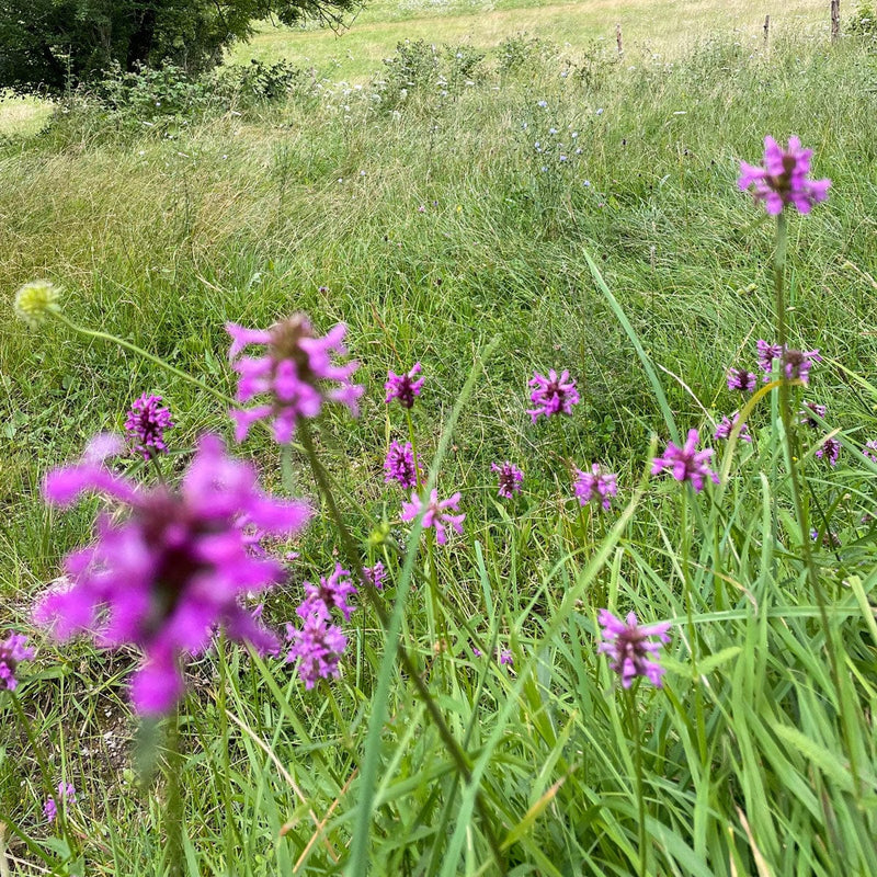 Betonie in veld