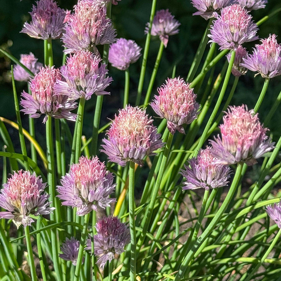 Bieslook