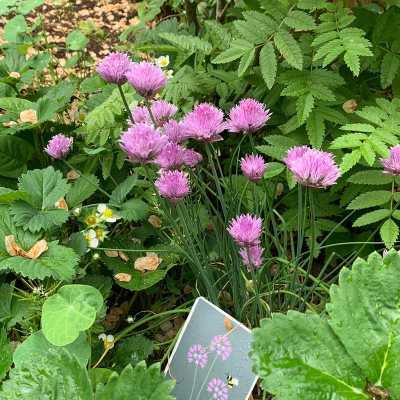 Bieslook met roze bloemen in de tuin