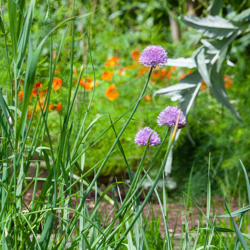 Bieslook close up bloemen opzij