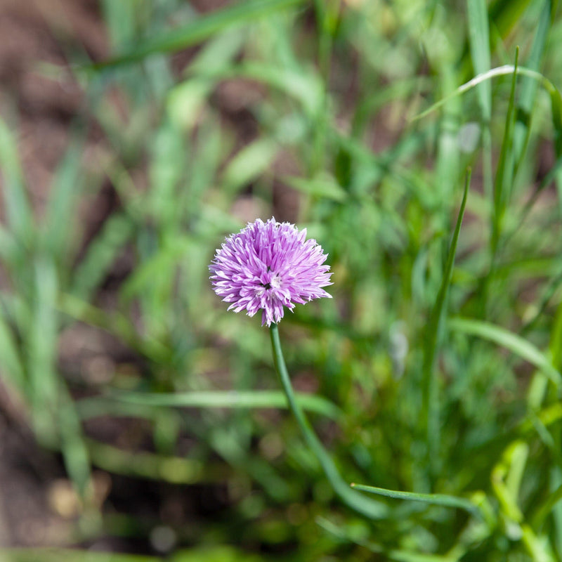 Close-up bieslook bloem