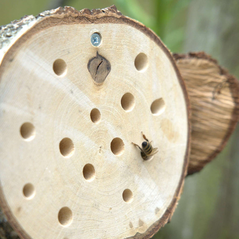 Boomstam met gaten voor verschillende solitaire bijen. 