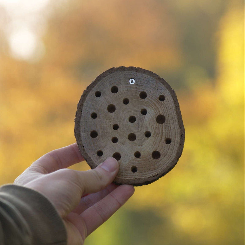 Schijf van een boomstam waarin gaten zijn geboord voor verschillende solitaire bijen. 