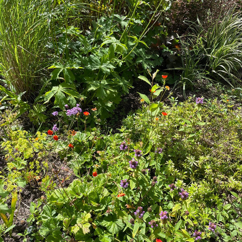 bijenkorfje in een tuin