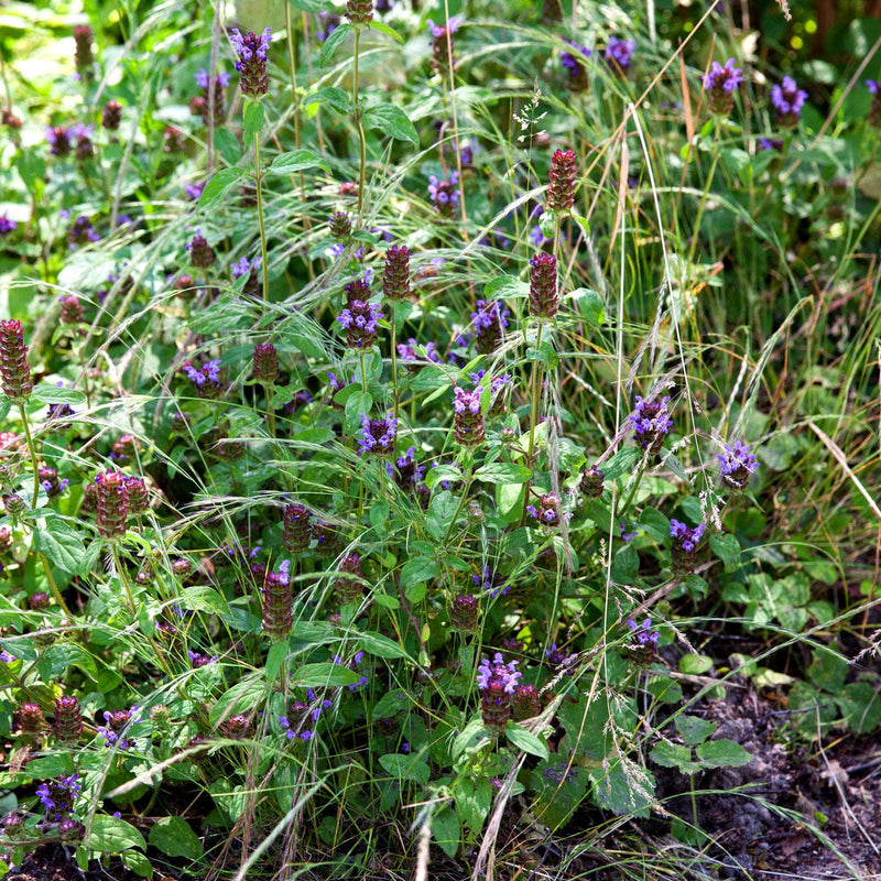 Bijenkorfje in een tuin