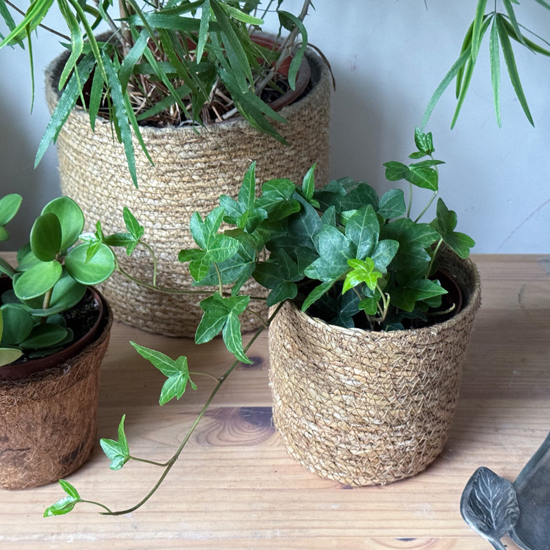 Bio klimop in rieten potje op tafeltje in huis