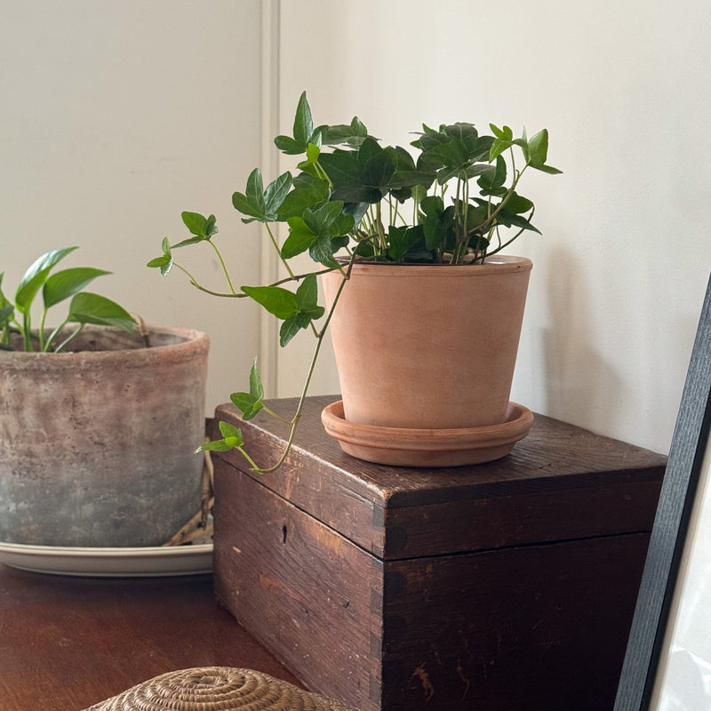 Bio klimop op kastje in huis