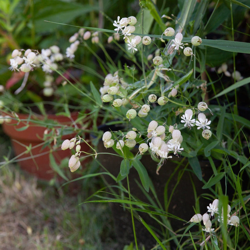 Blaassilene in pot