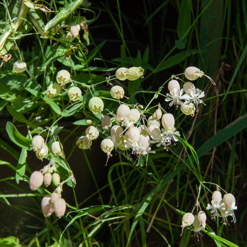 close-up blaassilene