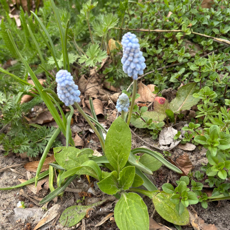 Biologisch blauw druifje in de tuin.