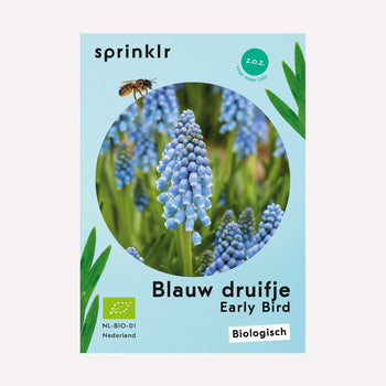 Blauw druifje Early Bird