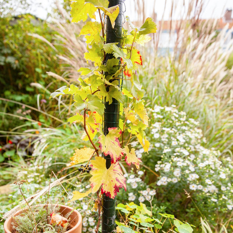 Blauwe druif boskoop glory aan een stok in herfstkleuren herfstblad