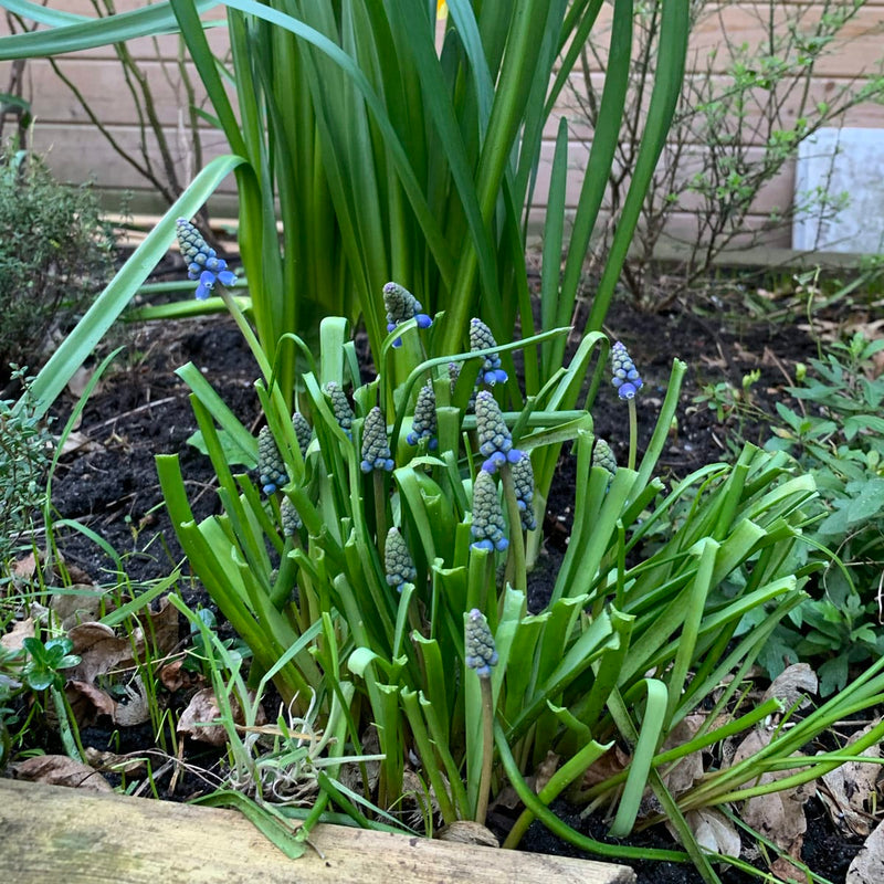 blauwe druifjes in vroege bloei in border