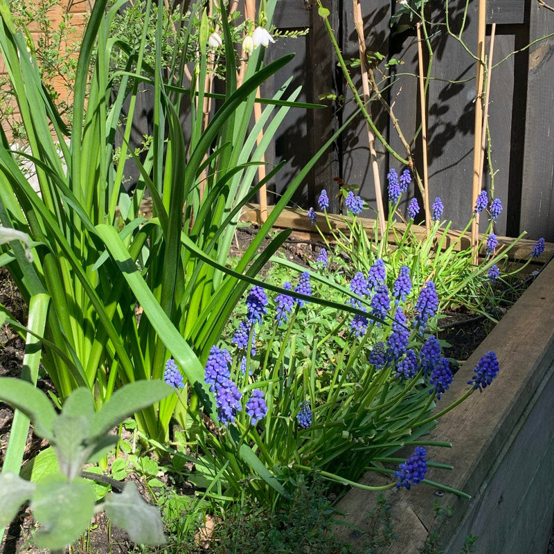 blauwe druifjes in bloei in border