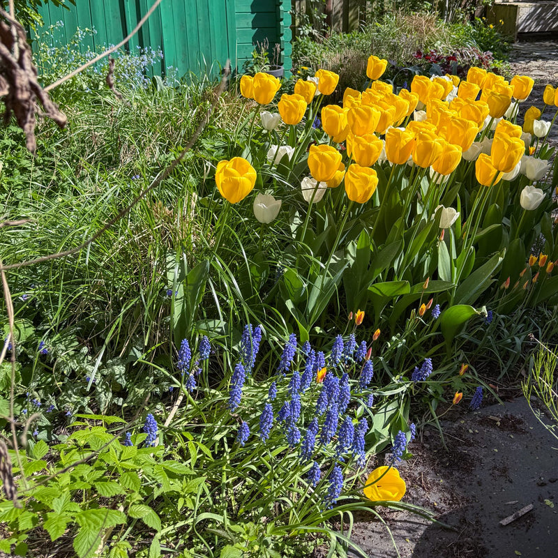 kleine blauwe bloemetje naast gele en witte tulpen