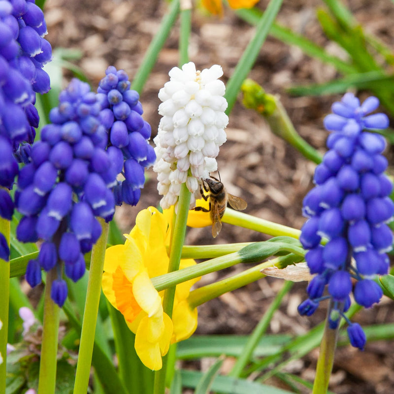 close up van kleine witte bloemetjes die in een trosje aan elkaar zitten met een bij er op 