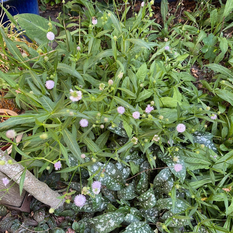 Biologische, inheemse blauwe knoop in de tuin. 