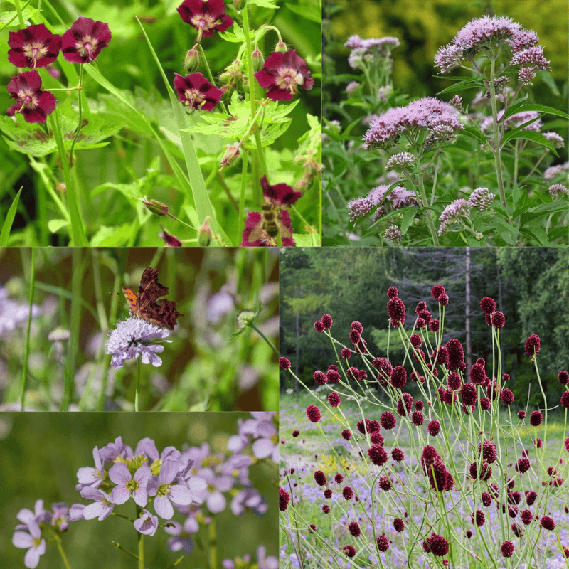Biologisch gekweekt actiepakket Inheems met pinksterbloem, beemdkroon, grote pimpernel, donkere ooievaarsbek en koninginnekruid.